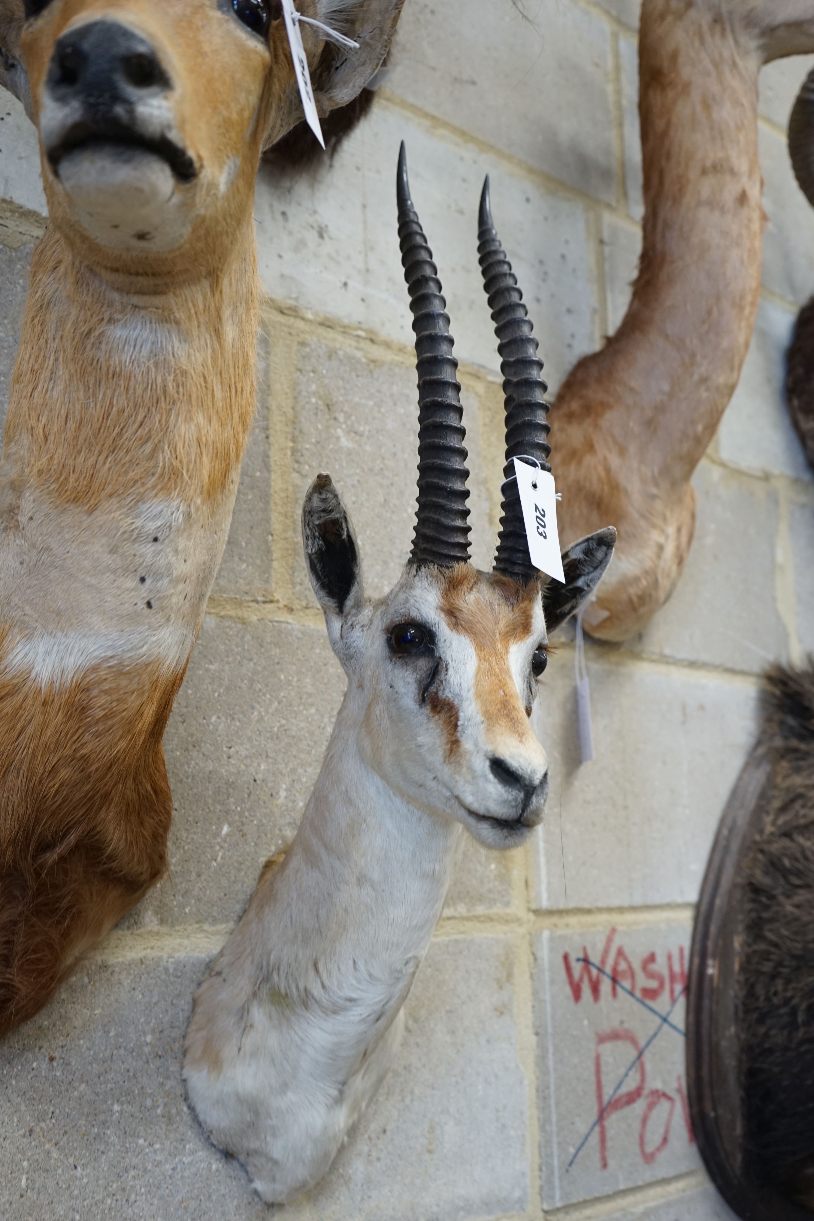Taxidermy: A mounted taxidermy gazelle mask, approximately 70 cm high